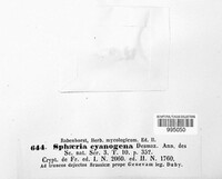 Fusarium roseum image